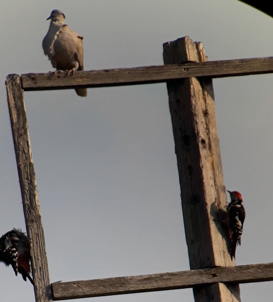 Pic mar - ML646831696