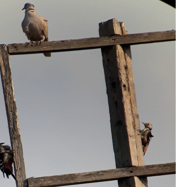 Pic mar - ML646831697