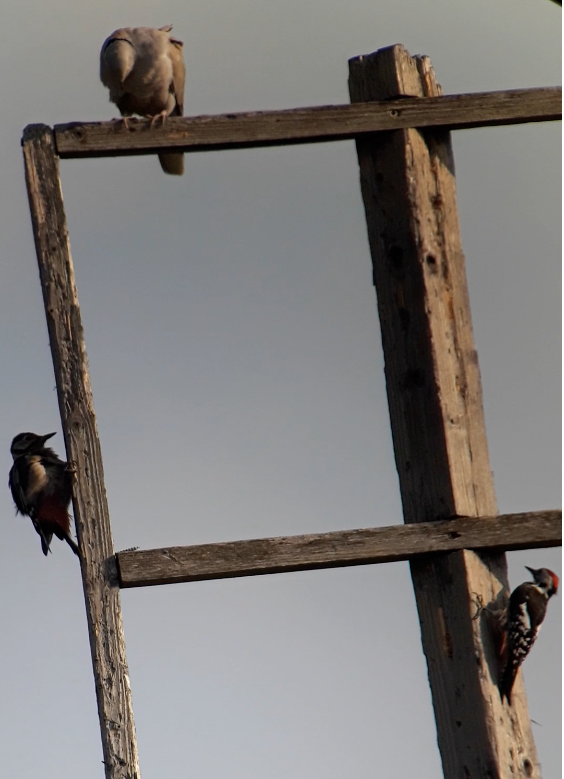 Pic mar - ML646831698