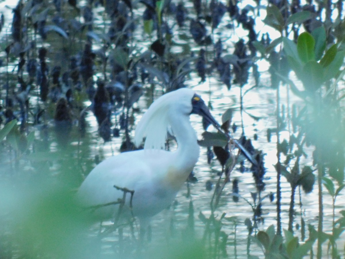 kongeskjestork - ML646831699