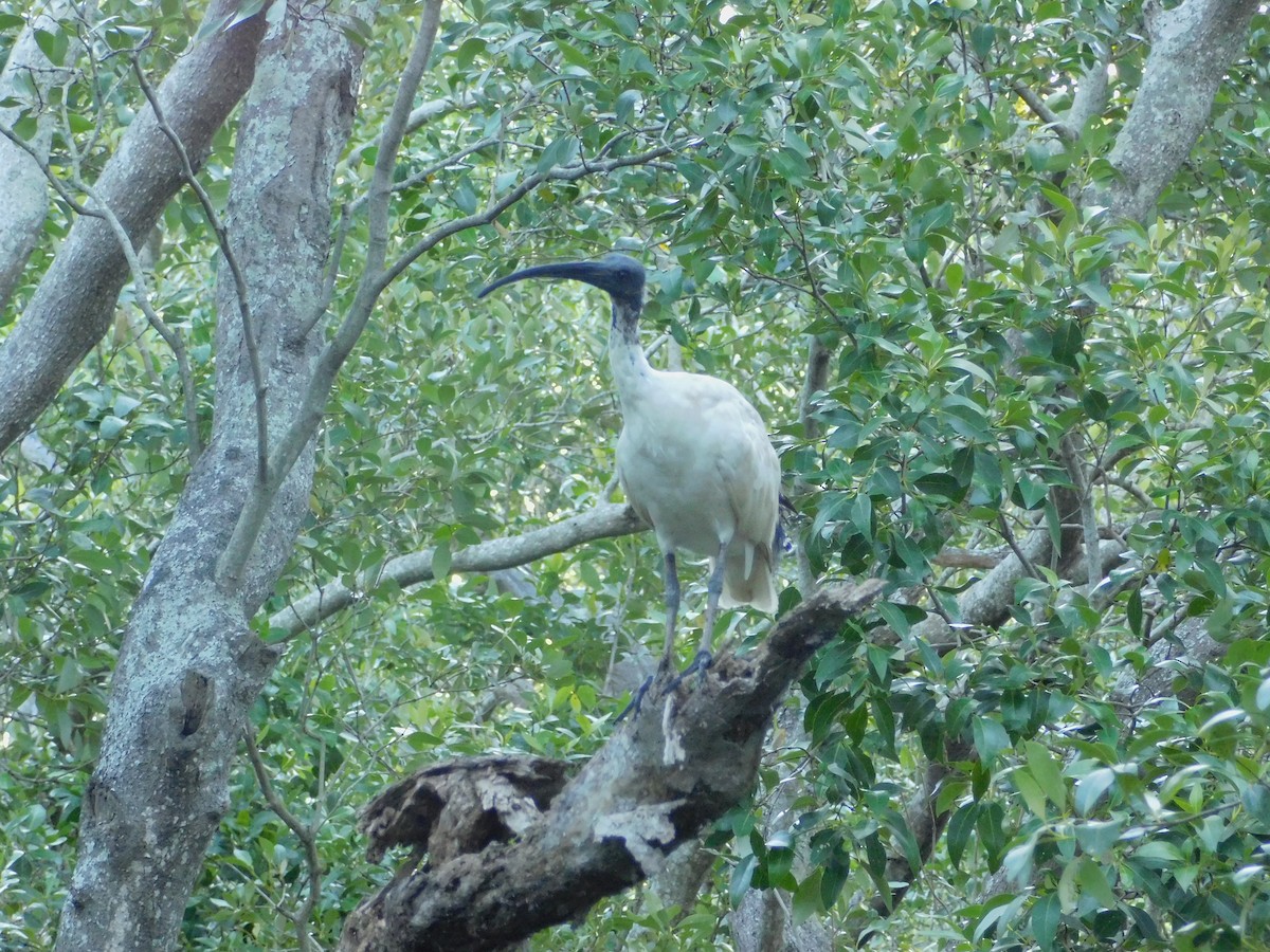 Australian Ibis - ML646831700
