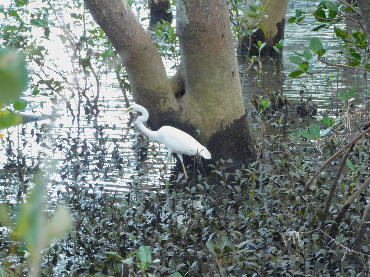 Plumed Egret - ML646831701