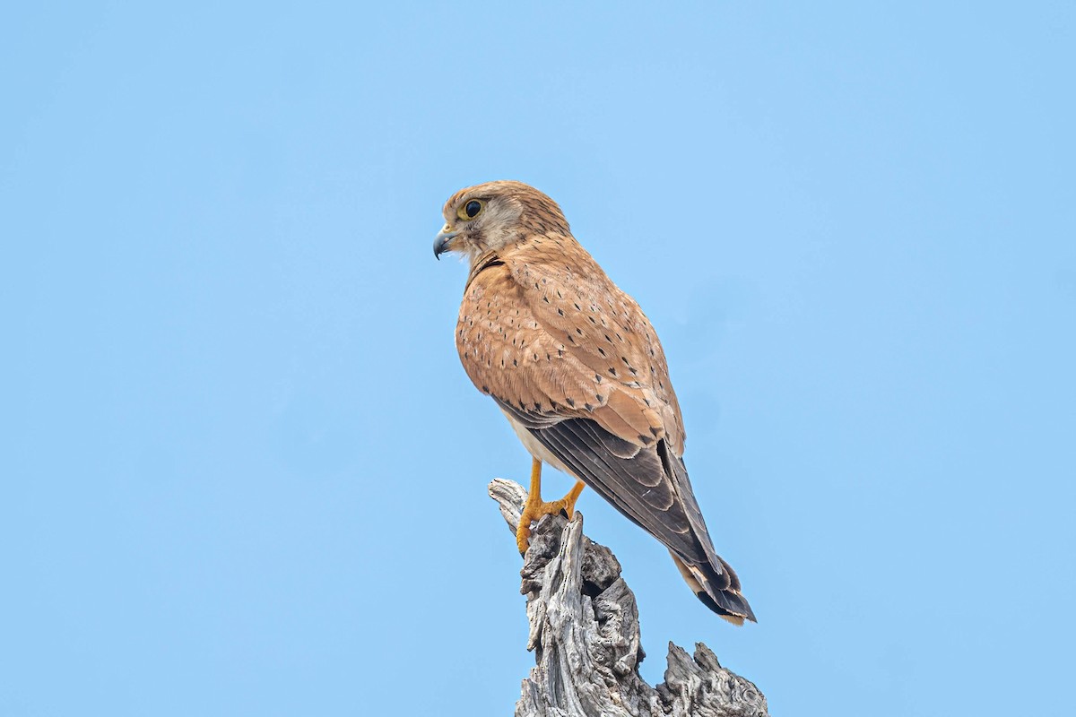 Nankeen Kestrel - ML646831702