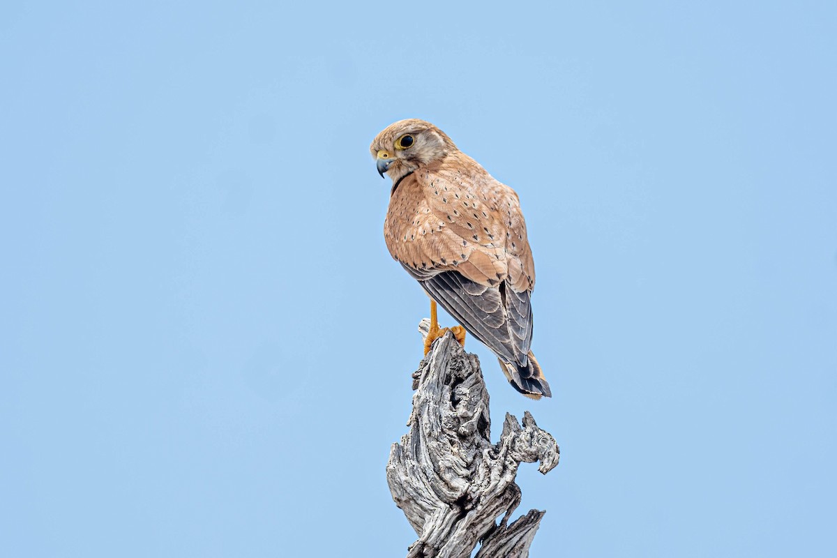 Nankeen Kestrel - ML646831703