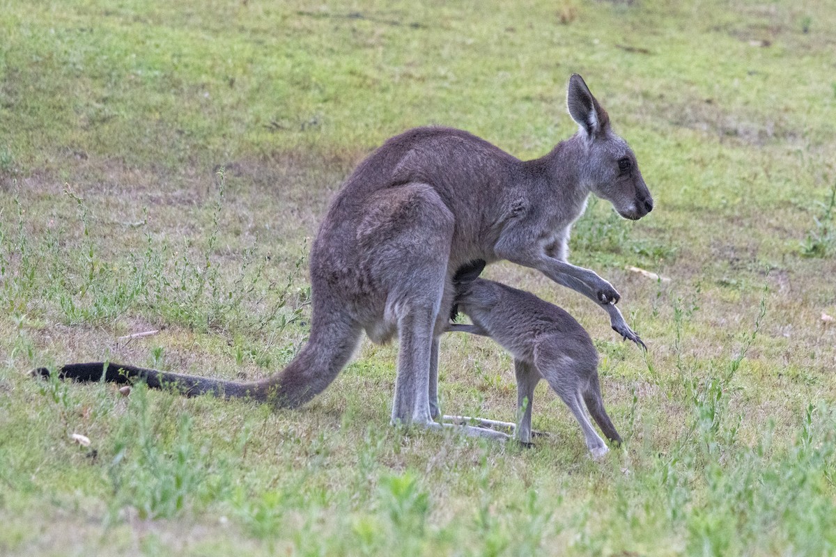 東部灰袋鼠 - ML646831704