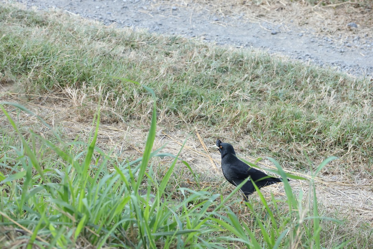 Crested Myna - ML646831705