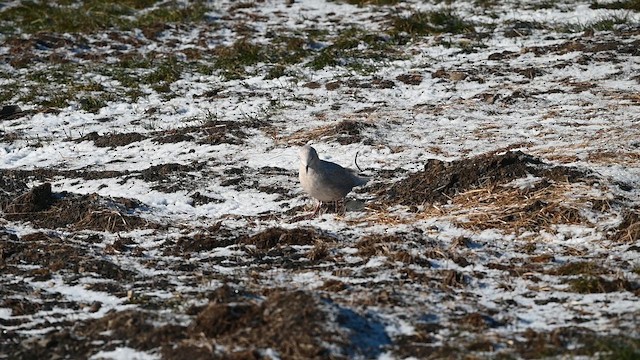 Iceland Gull (kumlieni) - ML646831707