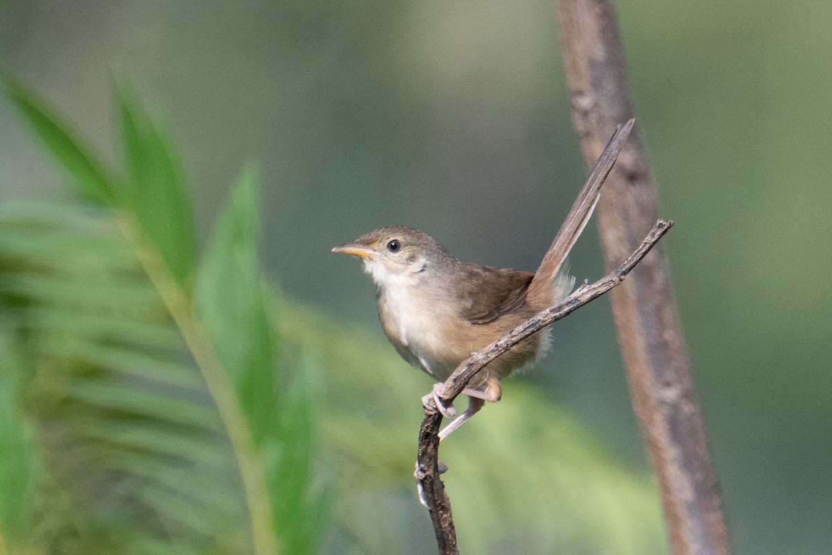 Cangıl Prinyası - ML646831708