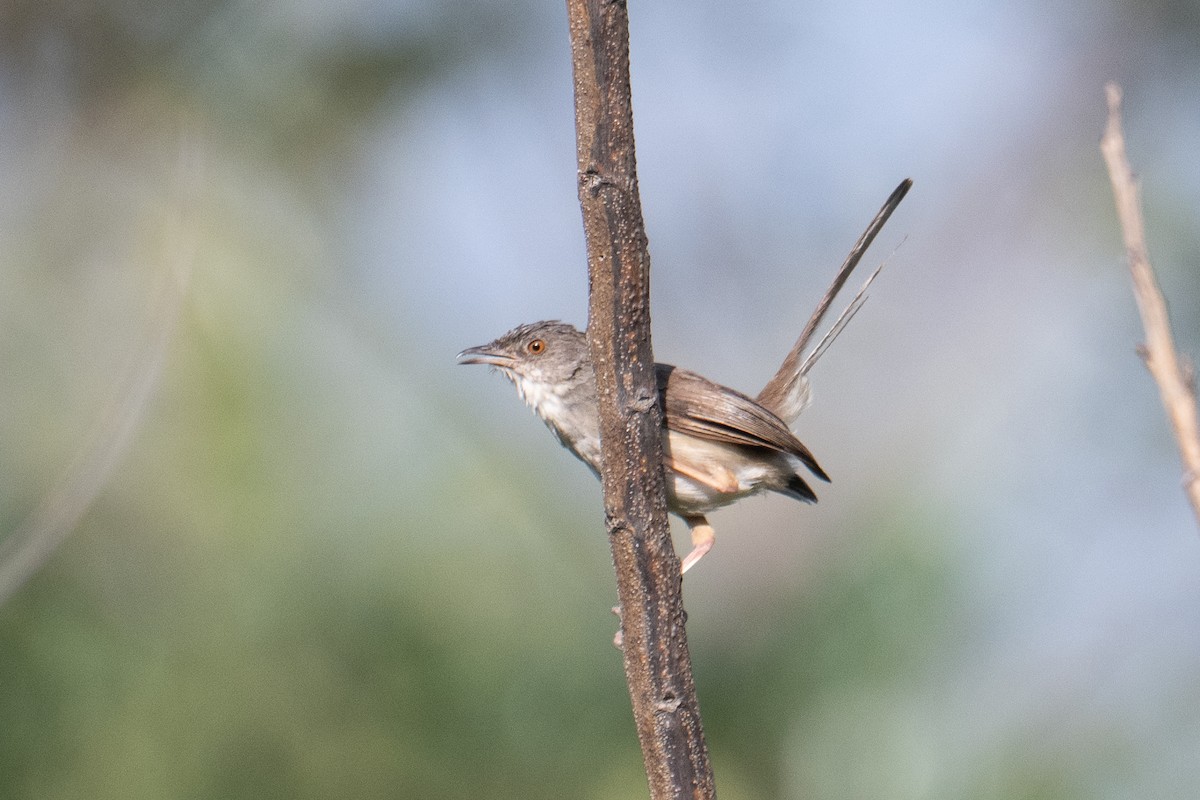 Cangıl Prinyası - ML646831709