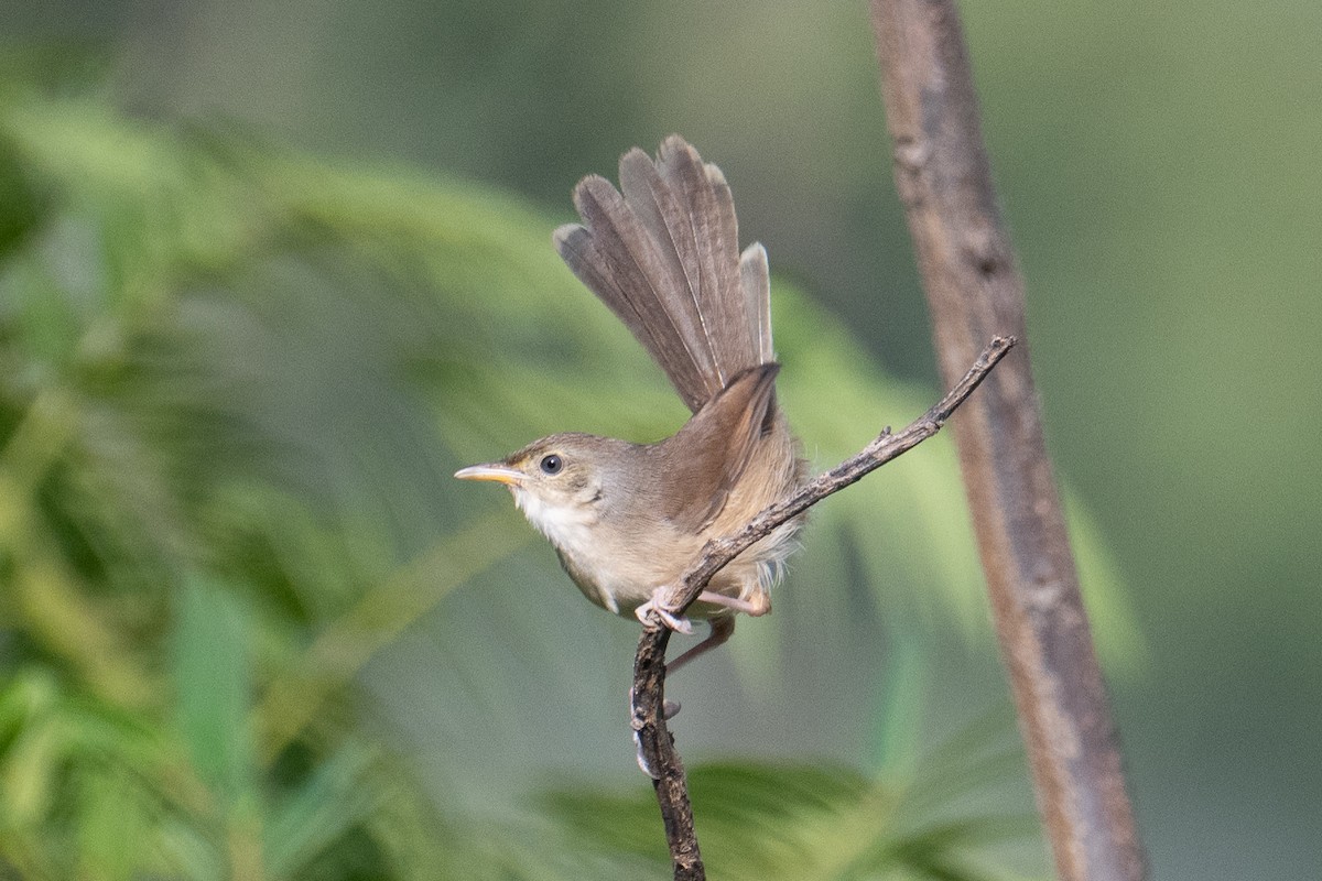 Cangıl Prinyası - ML646831710