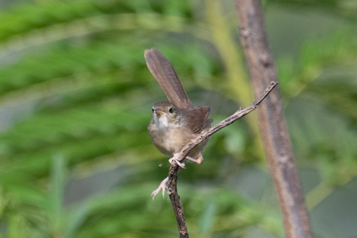 Cangıl Prinyası - ML646831711