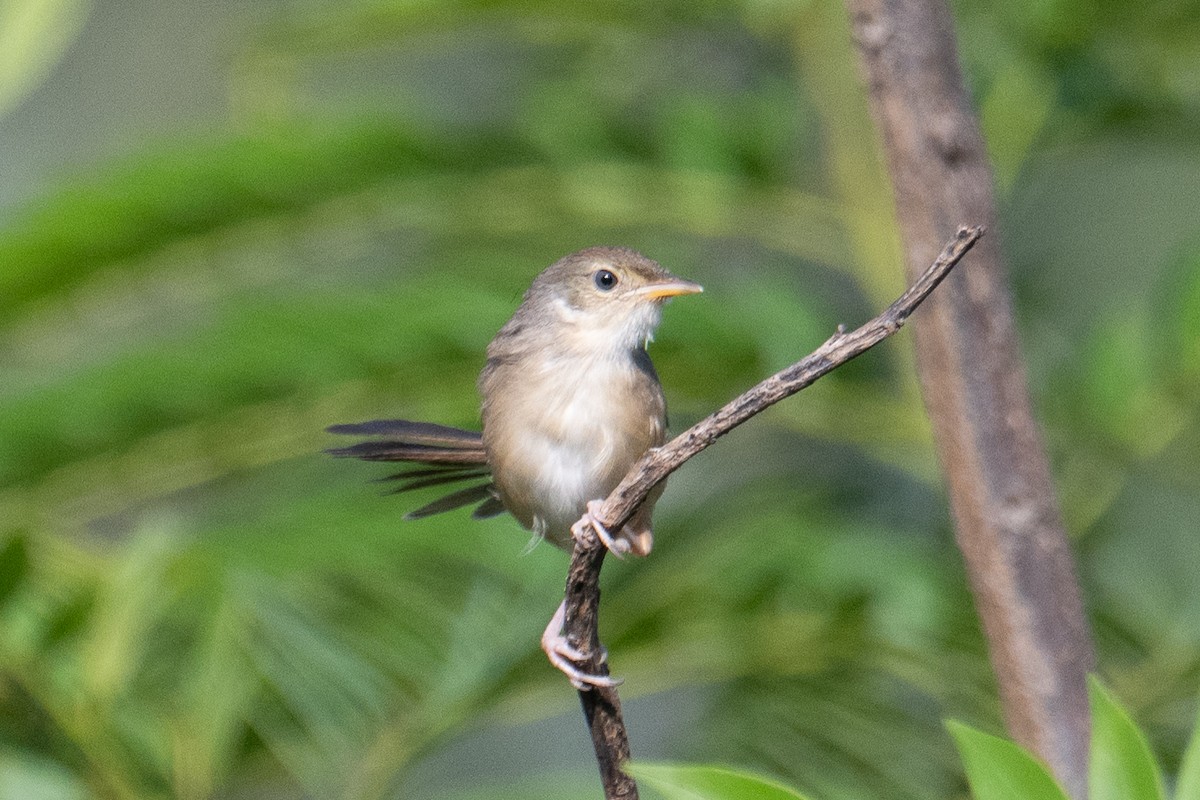 Cangıl Prinyası - ML646831712