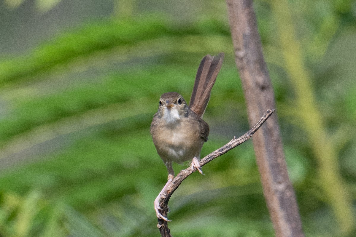 Cangıl Prinyası - ML646831713