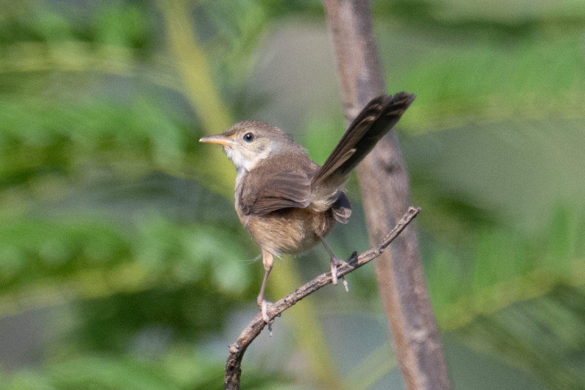 Cangıl Prinyası - ML646831714