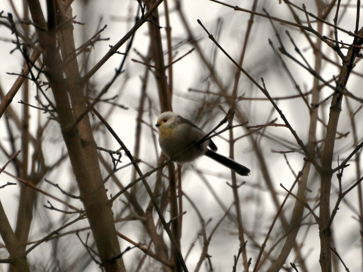 Long-tailed Tit - ML646831715