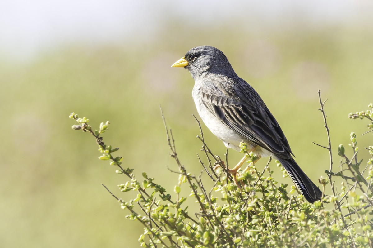 Band-tailed Sierra Finch - ML646831716
