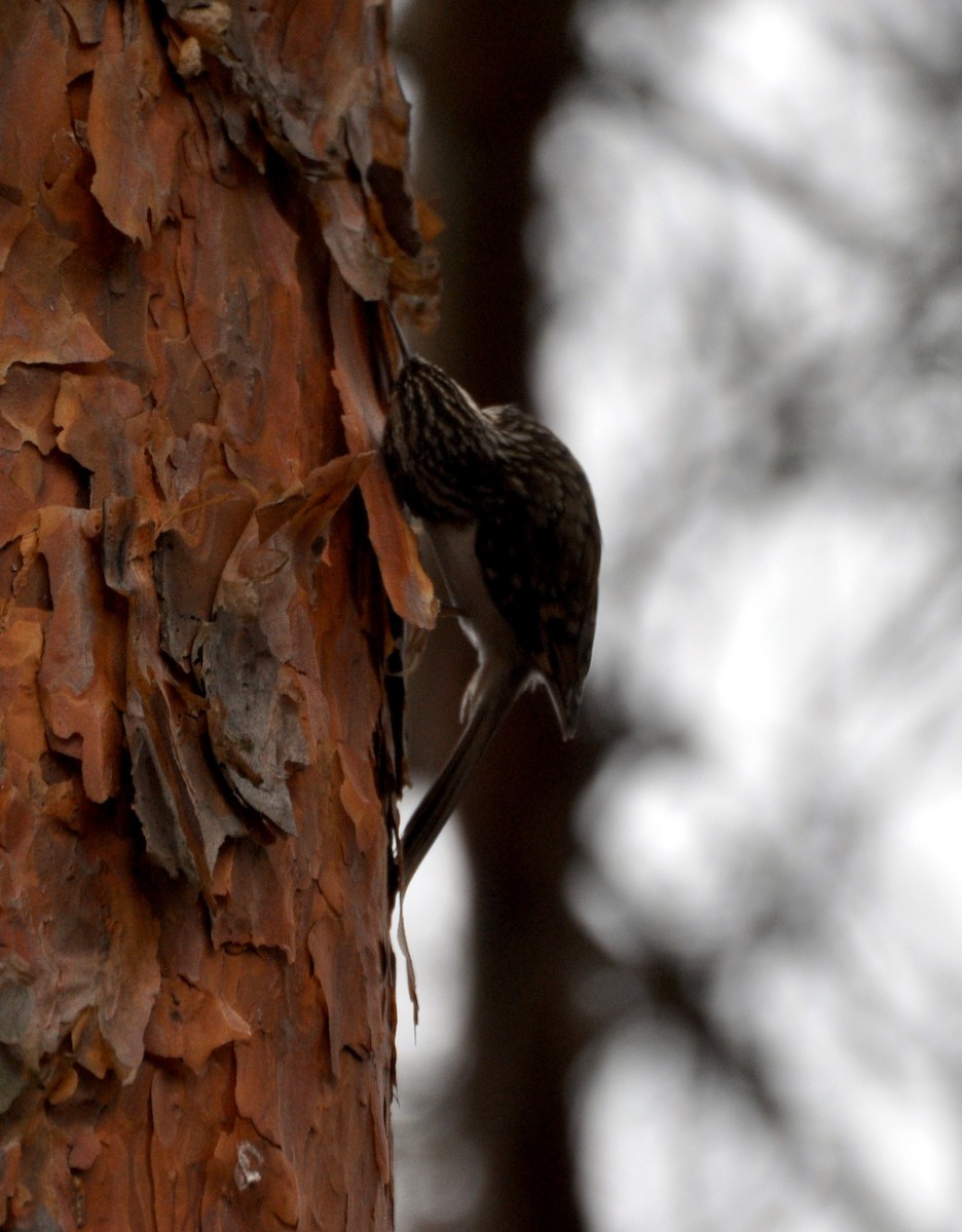 Eurasian Treecreeper - ML646831717