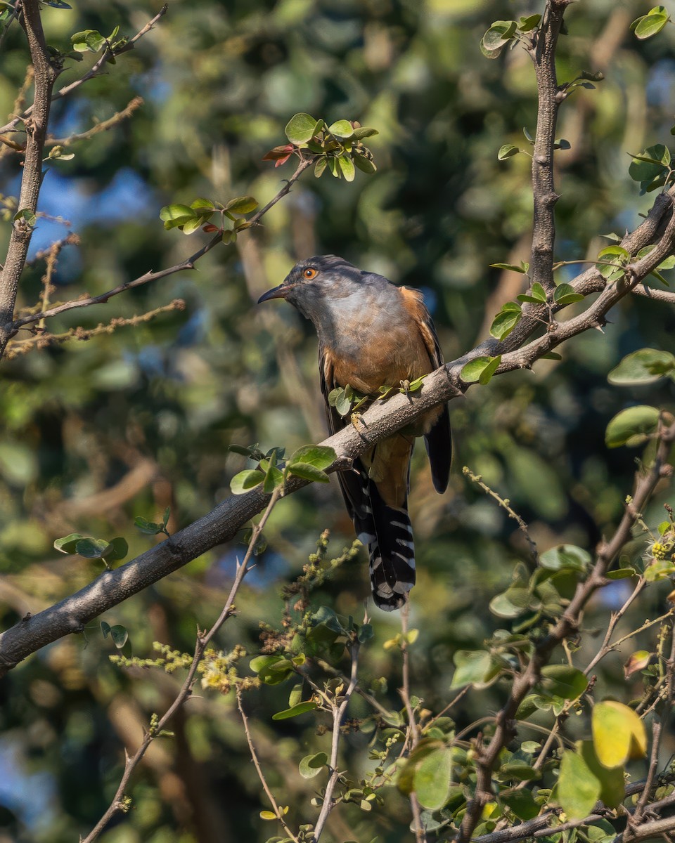 Plaintive Cuckoo - ML646831718