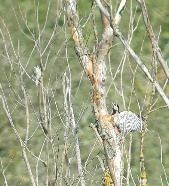 Pic épeiche - ML646831719