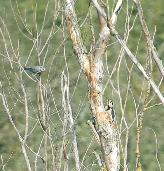 Pic épeiche - ML646831722