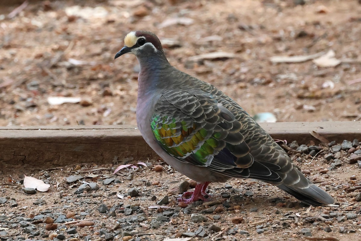 Common Bronzewing - ML646831723