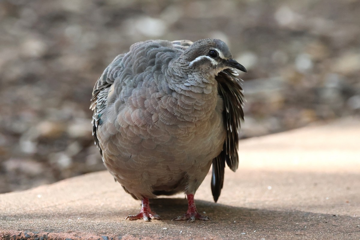Common Bronzewing - ML646831724