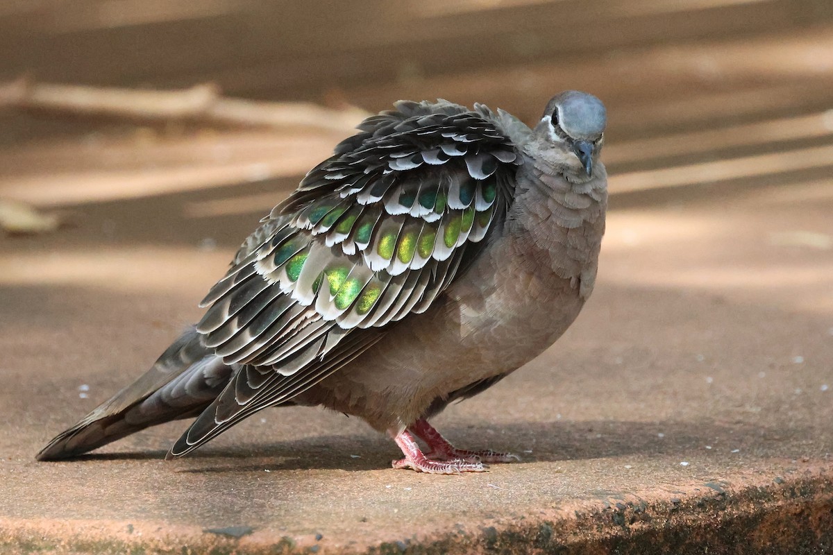 Common Bronzewing - ML646831725