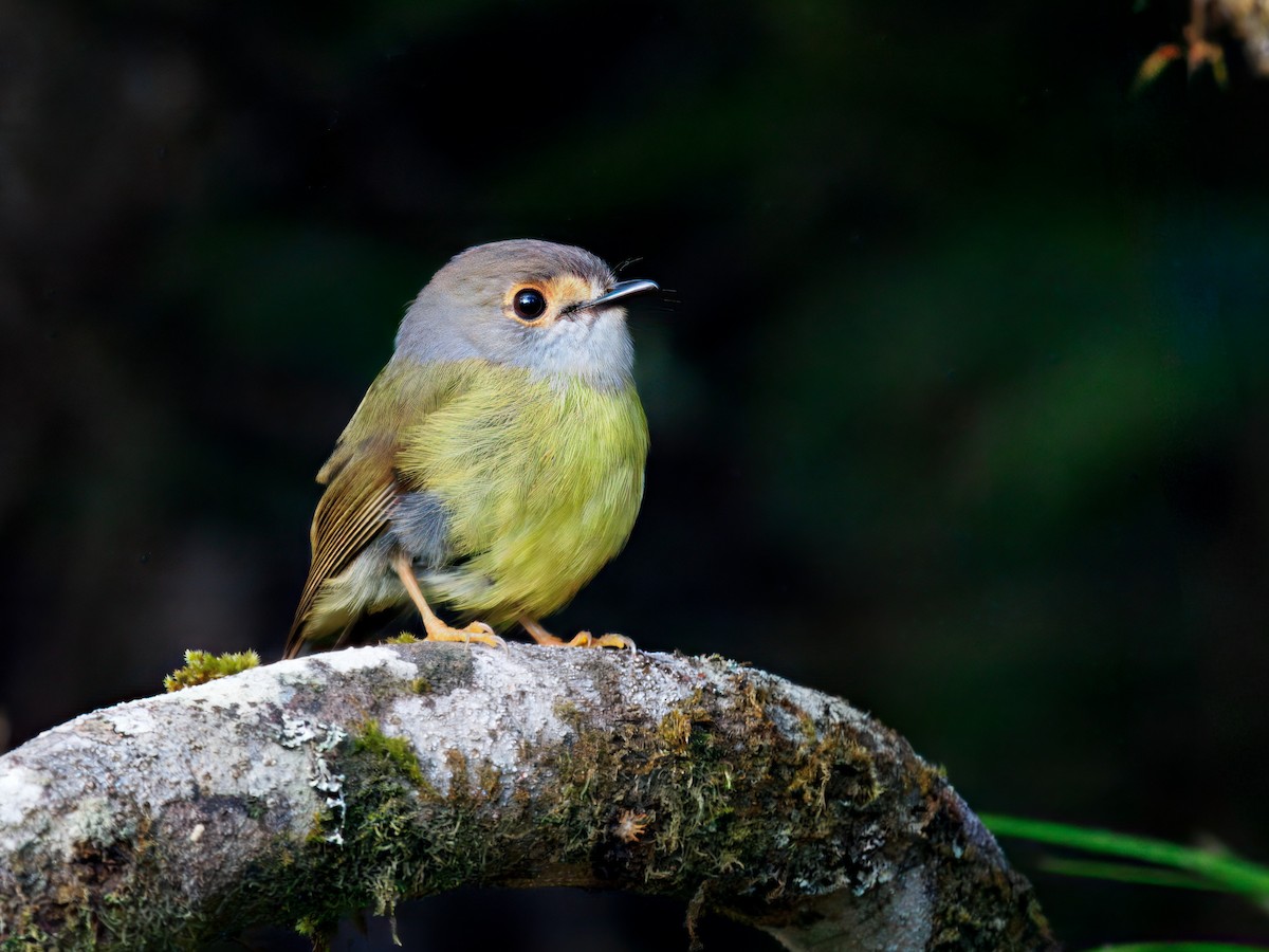 Pale-yellow Robin - ML646831726