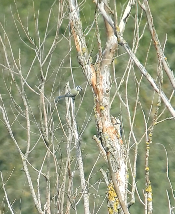 Mésange bleue - ML646831730