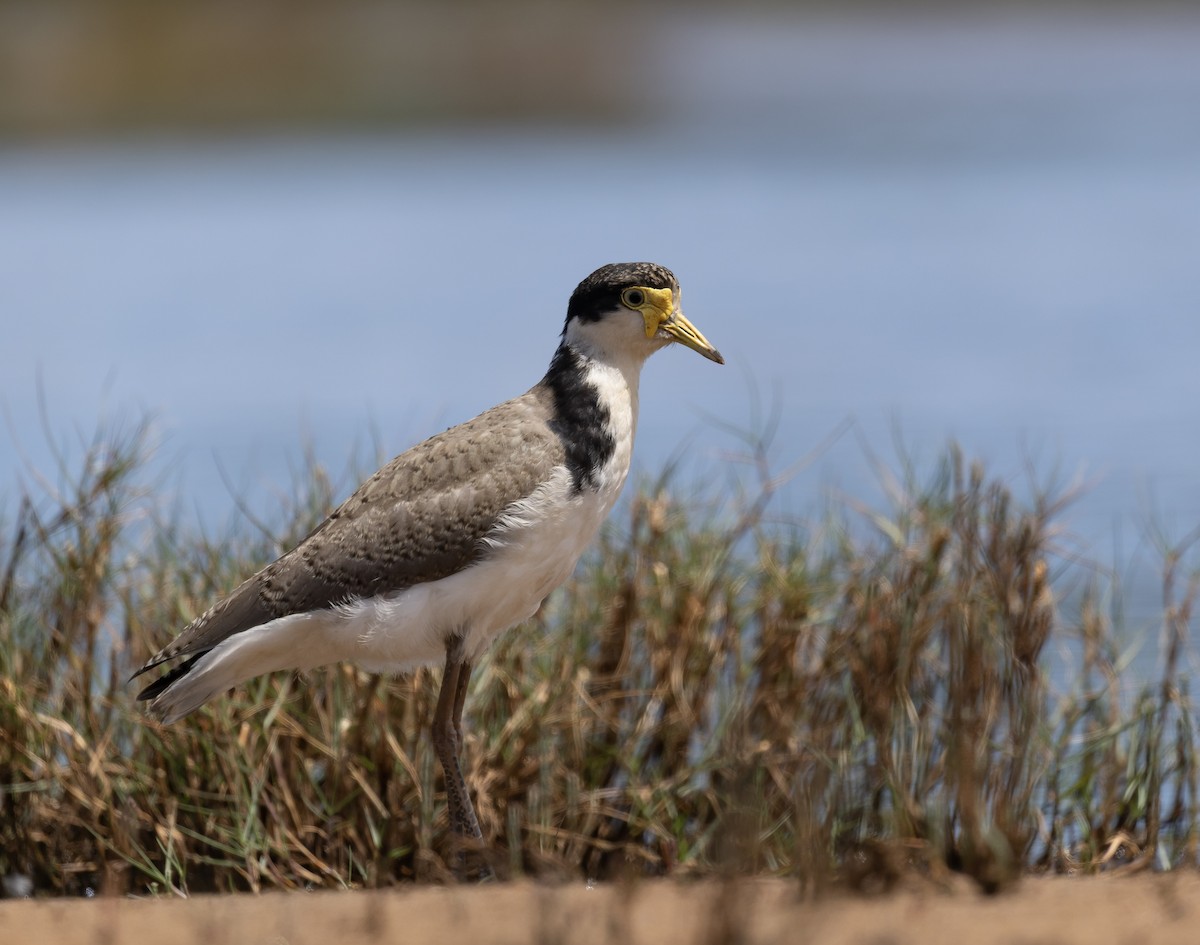 Masked Lapwing - ML646831732