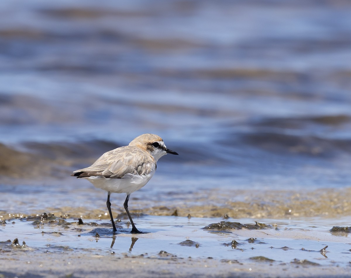 Red-capped Plover - ML646831733