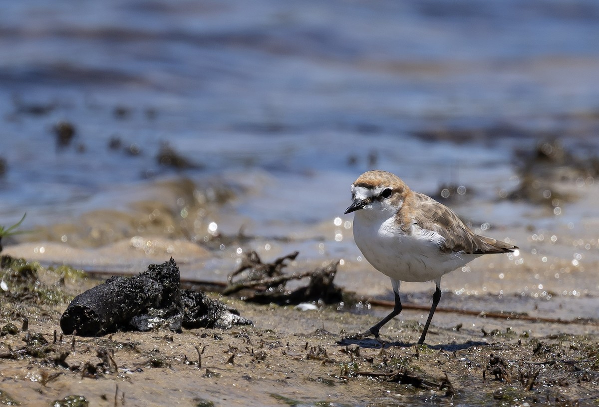 Red-capped Plover - ML646831734