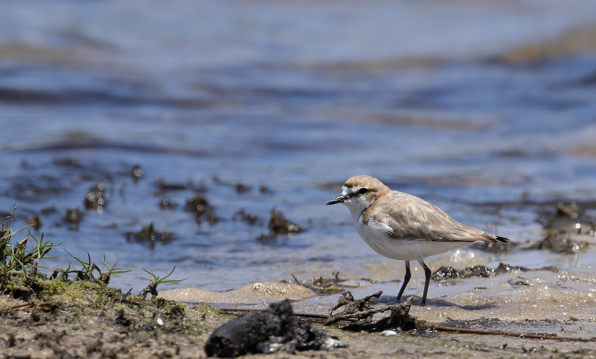 Red-capped Plover - ML646831735