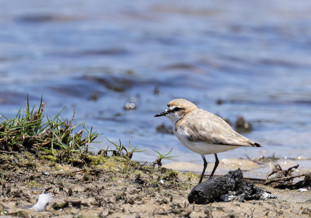 Red-capped Plover - ML646831736