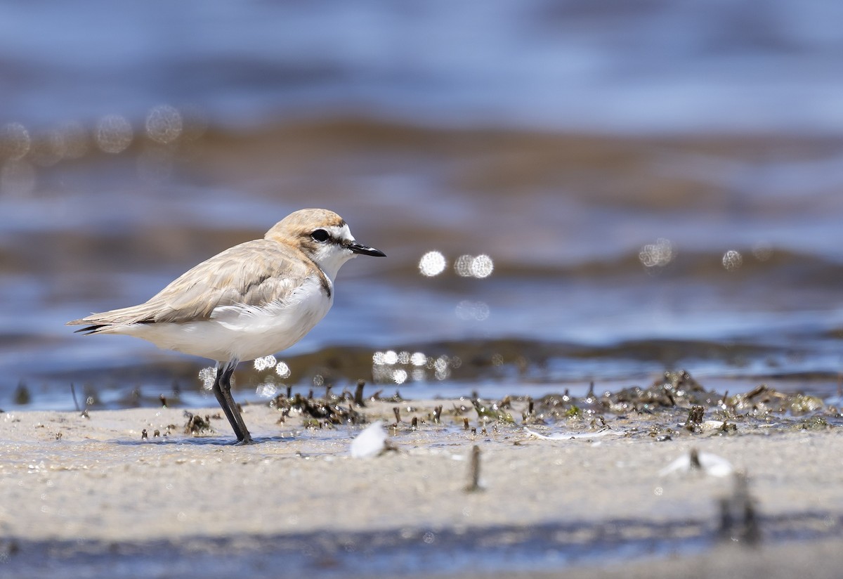 Red-capped Plover - ML646831737