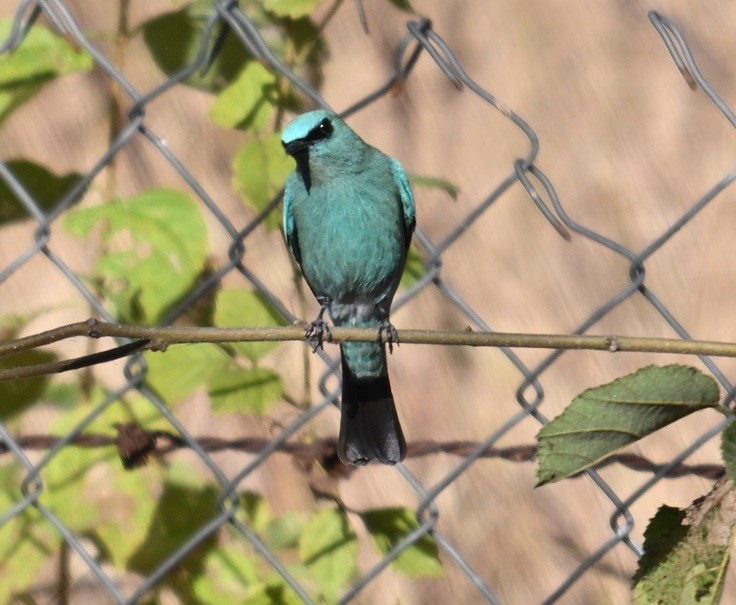 Verditer Flycatcher - ML646831738