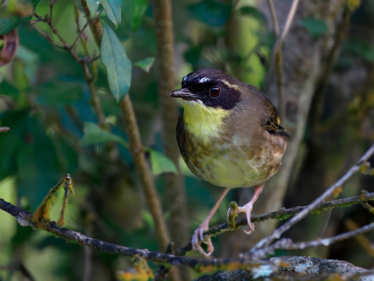 Yellow-throated Scrubwren - ML646831739
