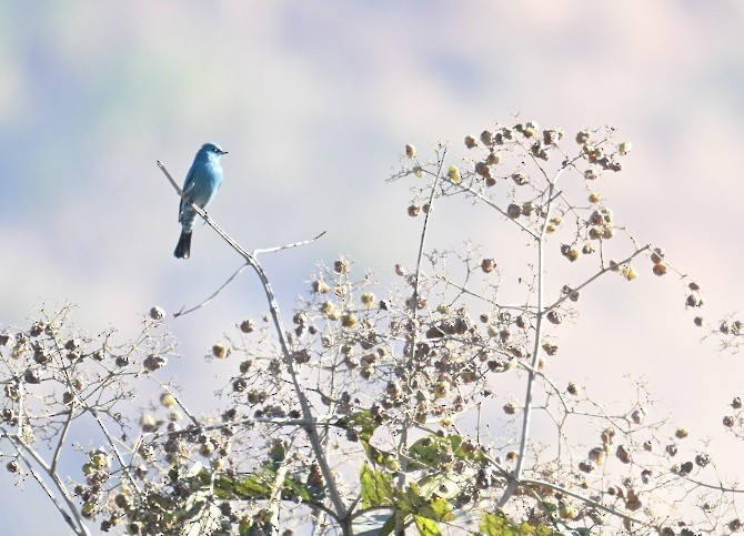 Verditer Flycatcher - ML646831740