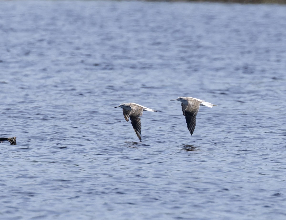 Common Greenshank - ML646831741