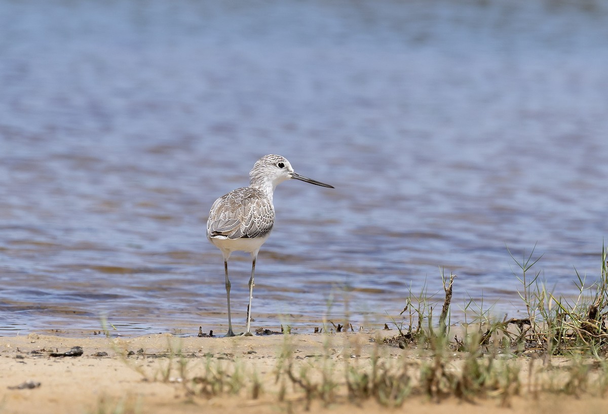 Common Greenshank - ML646831742