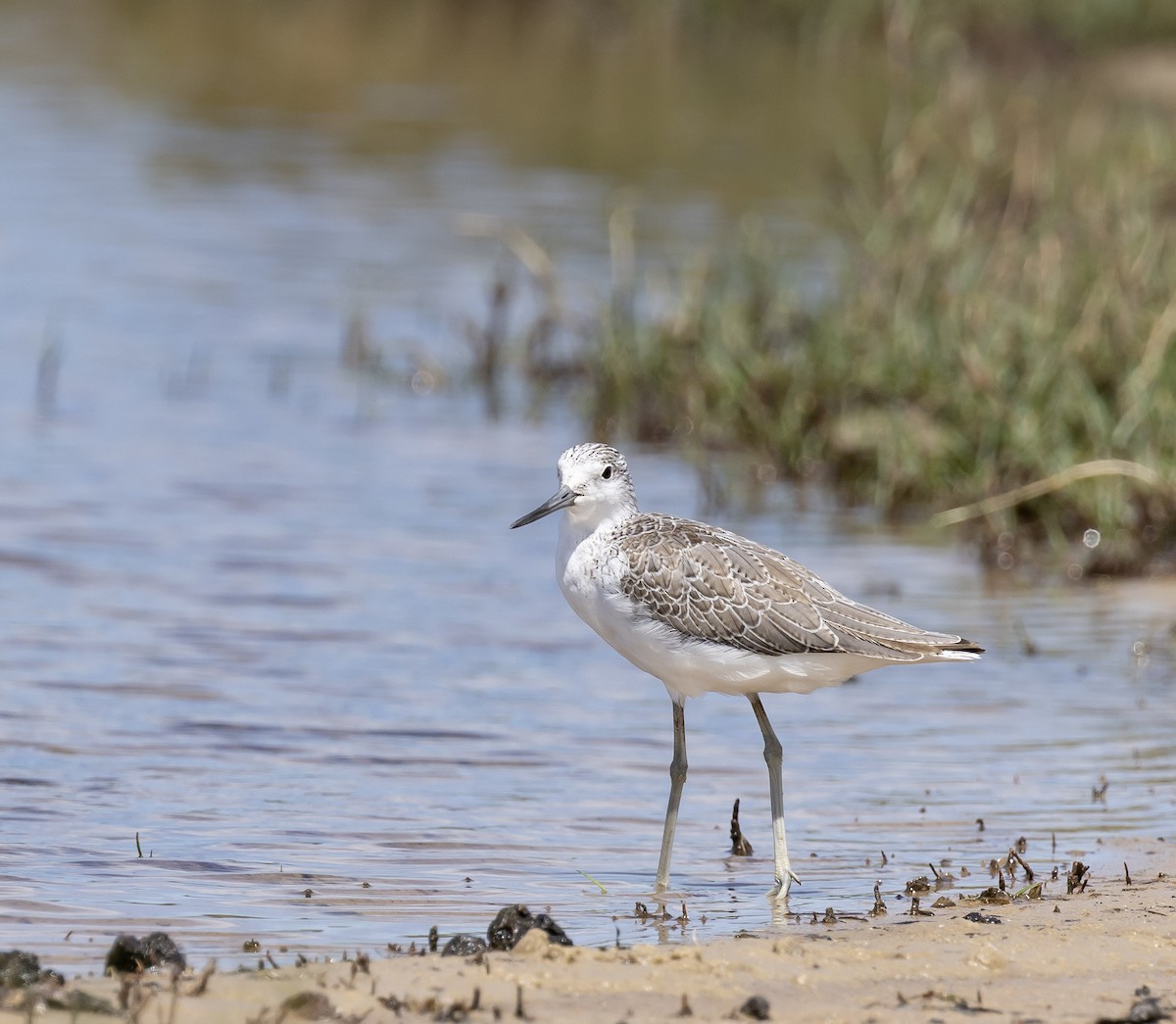 Common Greenshank - ML646831743