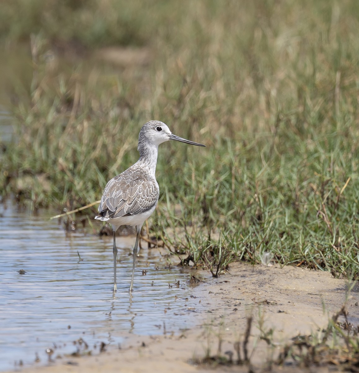 Common Greenshank - ML646831744