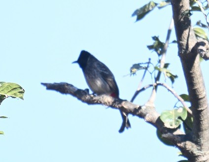 Red-vented Bulbul - ML646831745