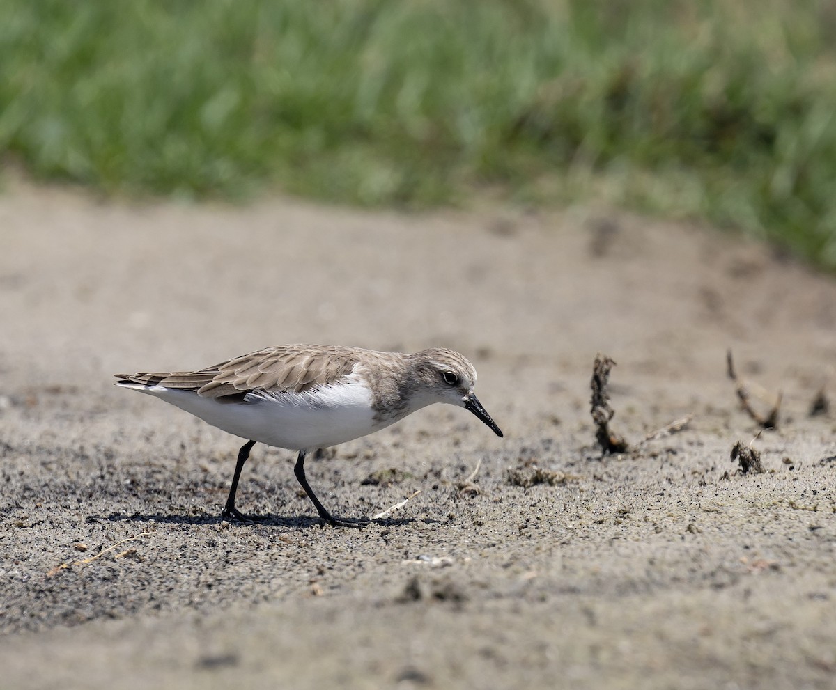 紅胸濱鷸 - ML646831746