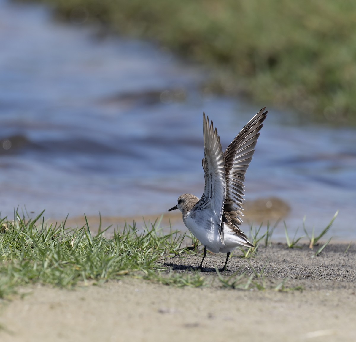 紅胸濱鷸 - ML646831747