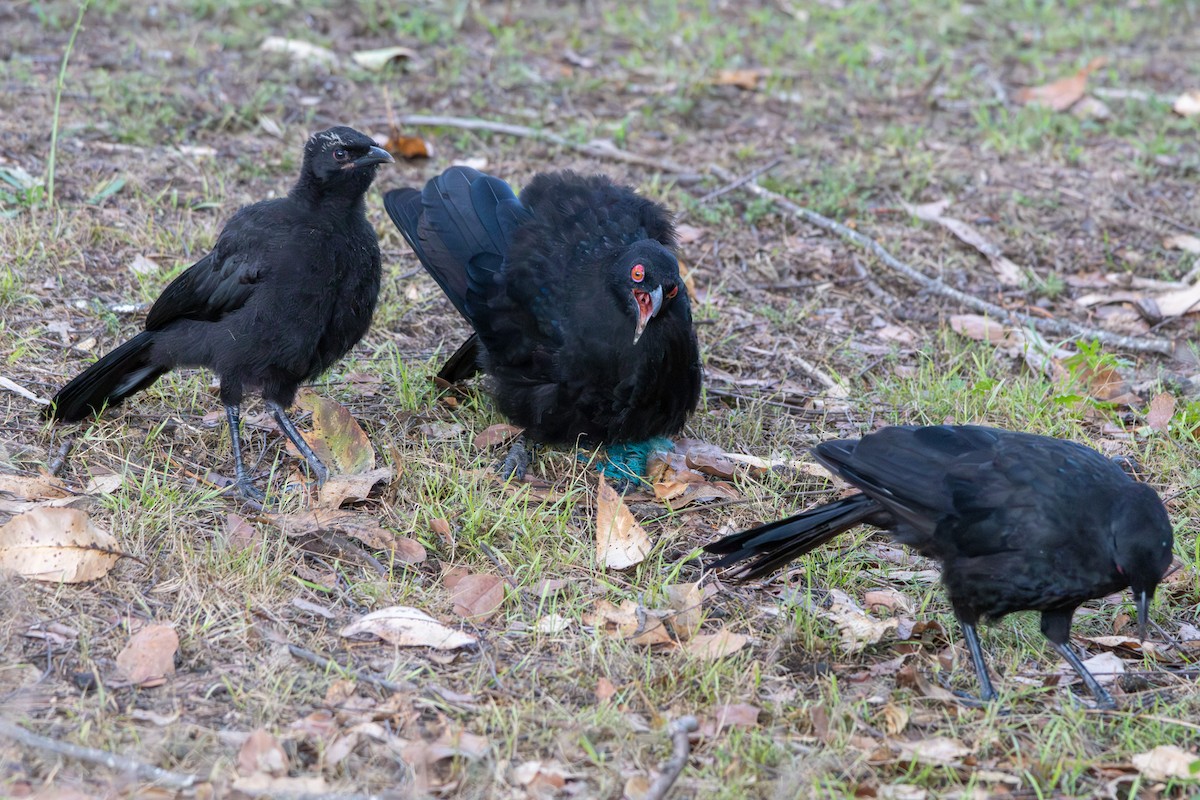 White-winged Chough - ML646831749