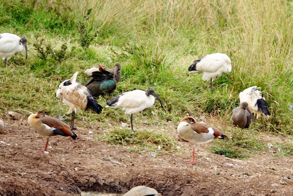 Kutsal Aynak - ML646831750