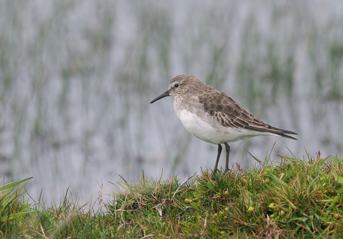 חופית לבנת-שת - ML646831751