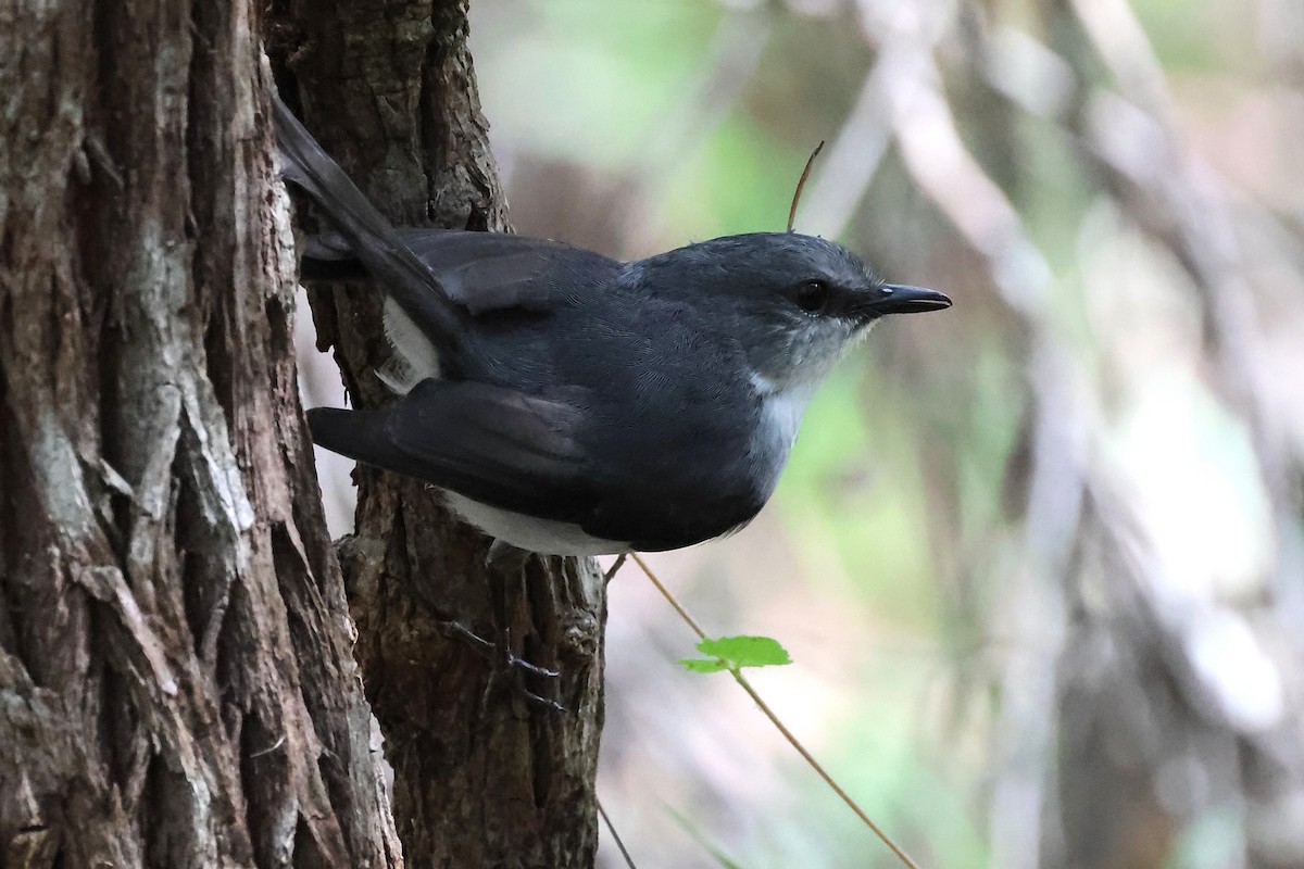 White-breasted Robin - ML646831752