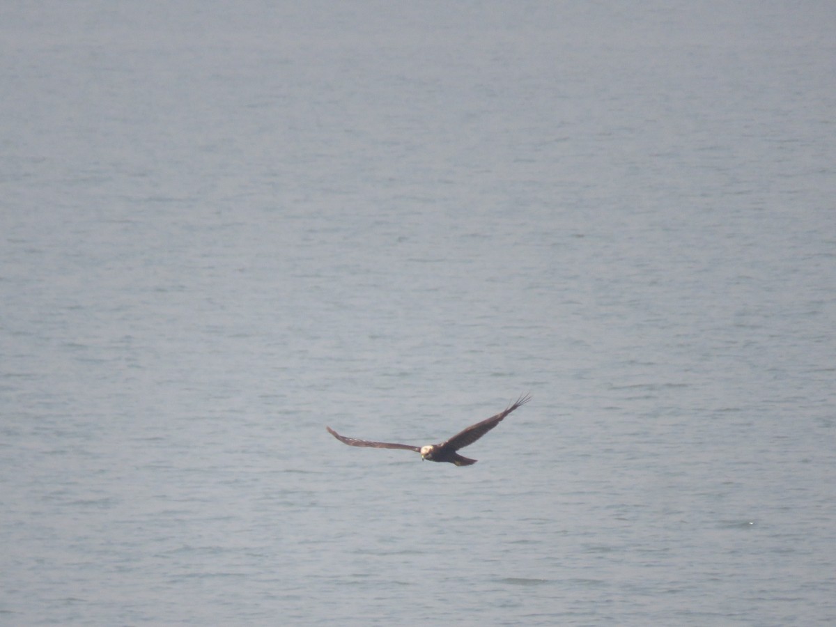 moták pochop - ML646831753